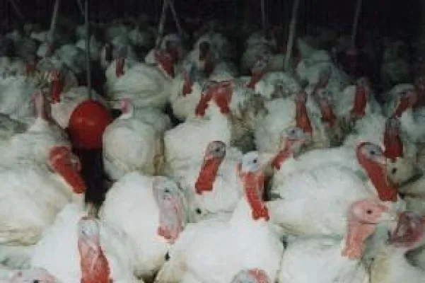 Bild: Geflügelmast: Antibiotikamissbrauch sofort beenden