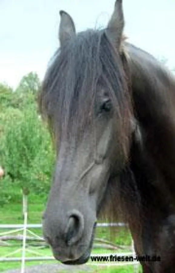 Friesenstute Minke Irene van de Hoeven