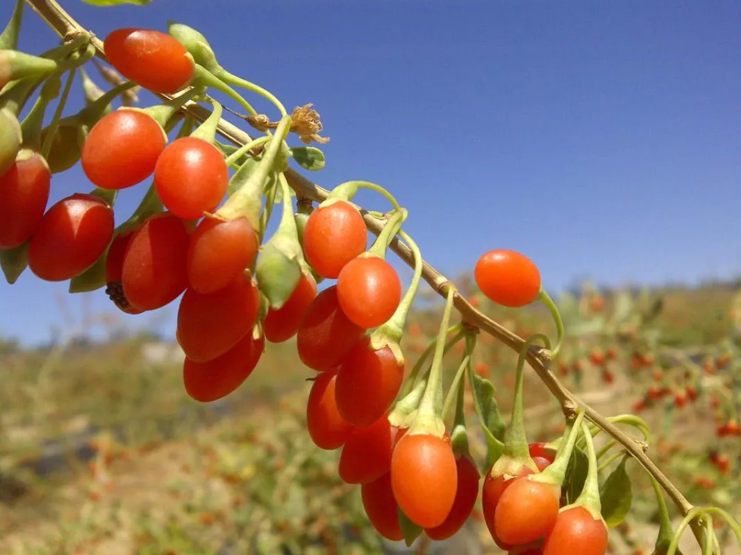 Goji-Beeren auf der Plantage in Almonte