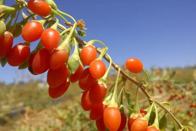 Bild: Frische Goji-Beeren nun wieder in Obstabteilungen