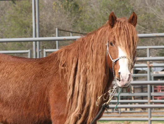 Das MUSTANG MAKEOVER 2019 - Wildpferde lernen Fliegen Bild: Das MUSTANG MAKEOVER 2019 - Wildpferde lernen Fliegen