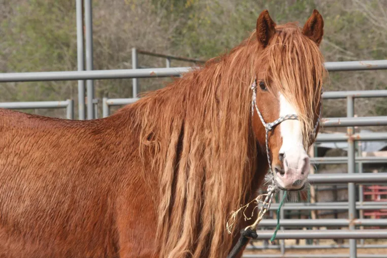 Bild: Das MUSTANG MAKEOVER 2019 - Wildpferde lernen Fliegen
