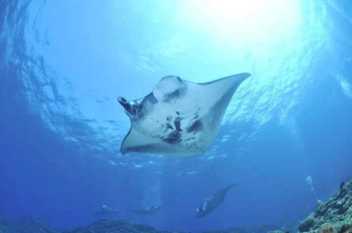 Bild: Mantarochen hautnah erleben - Die Manta-Saison von Juni bis November 2019