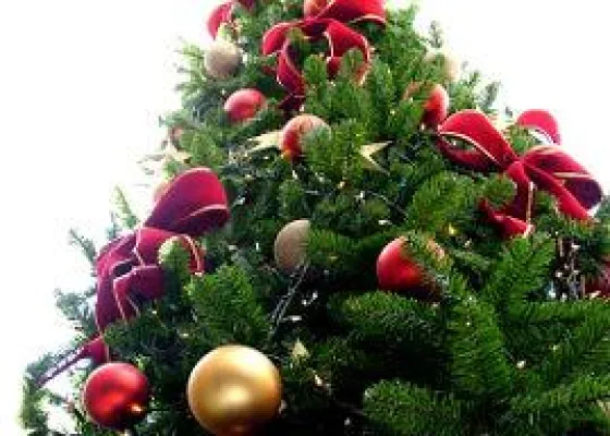 Leise rieseln die Nadeln: Tipps für den Weihnachtsbaum-Kauf und Pflege Bild: Leise rieseln die Nadeln: Tipps für den Weihnachtsbaum-Kauf und Pflege