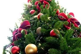 Leise rieseln die Nadeln: Tipps für den Weihnachtsbaum-Kauf und Pflege Bild: Leise rieseln die Nadeln: Tipps für den Weihnachtsbaum-Kauf und Pflege