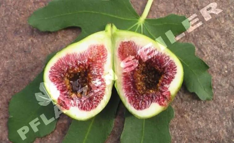 Pfälzer Fruchtfeige und Wildfeigen aus Pakistan per Paket Bild: Pfälzer Fruchtfeige und Wildfeigen aus Pakistan per Paket