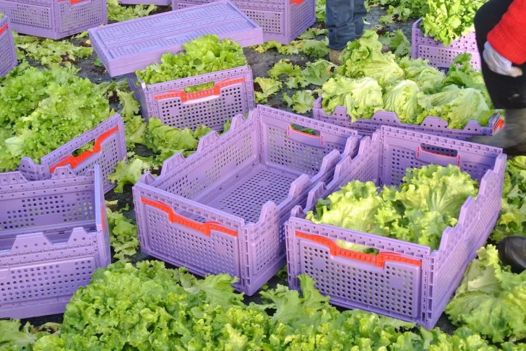 Bild: Smarte Ernte- und Transportbehälter für knackig frischen Salat