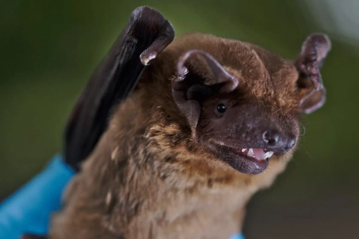 Großer Abendsegler (Nyctalus noctula).  (MPI f. Ornithologie/ K. Safi)