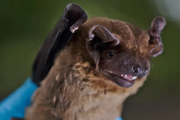 Bild: Fledermäuse wählen optimales Reisewetter