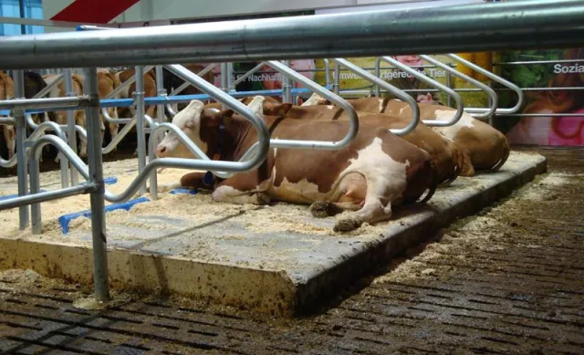 Neue Rinder braucht das Land Bild: Neue Rinder braucht das Land