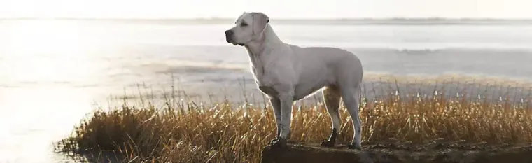 Partnerschaft mit Fachhändlern Bild: Partnerschaft mit Fachhändlern