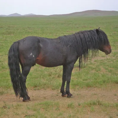 Bild: Tourismus und Pferde in der Mongolei