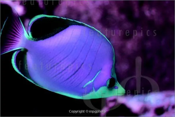 Bild: "Unwirkliche Unterwasserwelt" bei Featurepics - Fotokunst von Martin P. Gerner