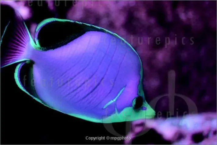 Bild: "Unwirkliche Unterwasserwelt" bei Featurepics - Fotokunst von Martin P. Gerner