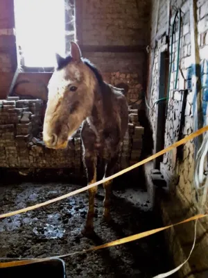 Bild: Tierschutzpartei erstattet Anzeige gegen Veterinäramt wegen Unterlassung