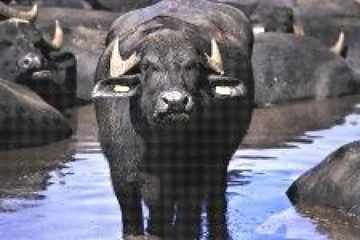 Schwarze Riesen: die Wasserbüffel in der Ebene von Paestum.