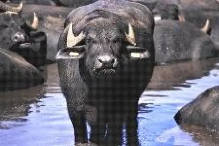 Bild: Ursprung im Cilento: der weltberühmte Büffelmozzarella