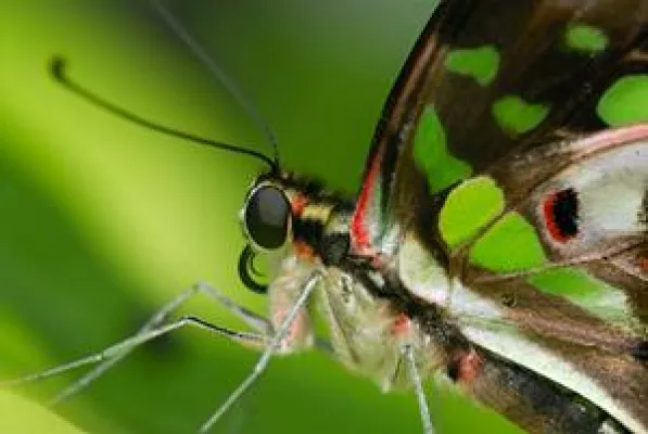 Bild: Makrofotografie am FotoCampus