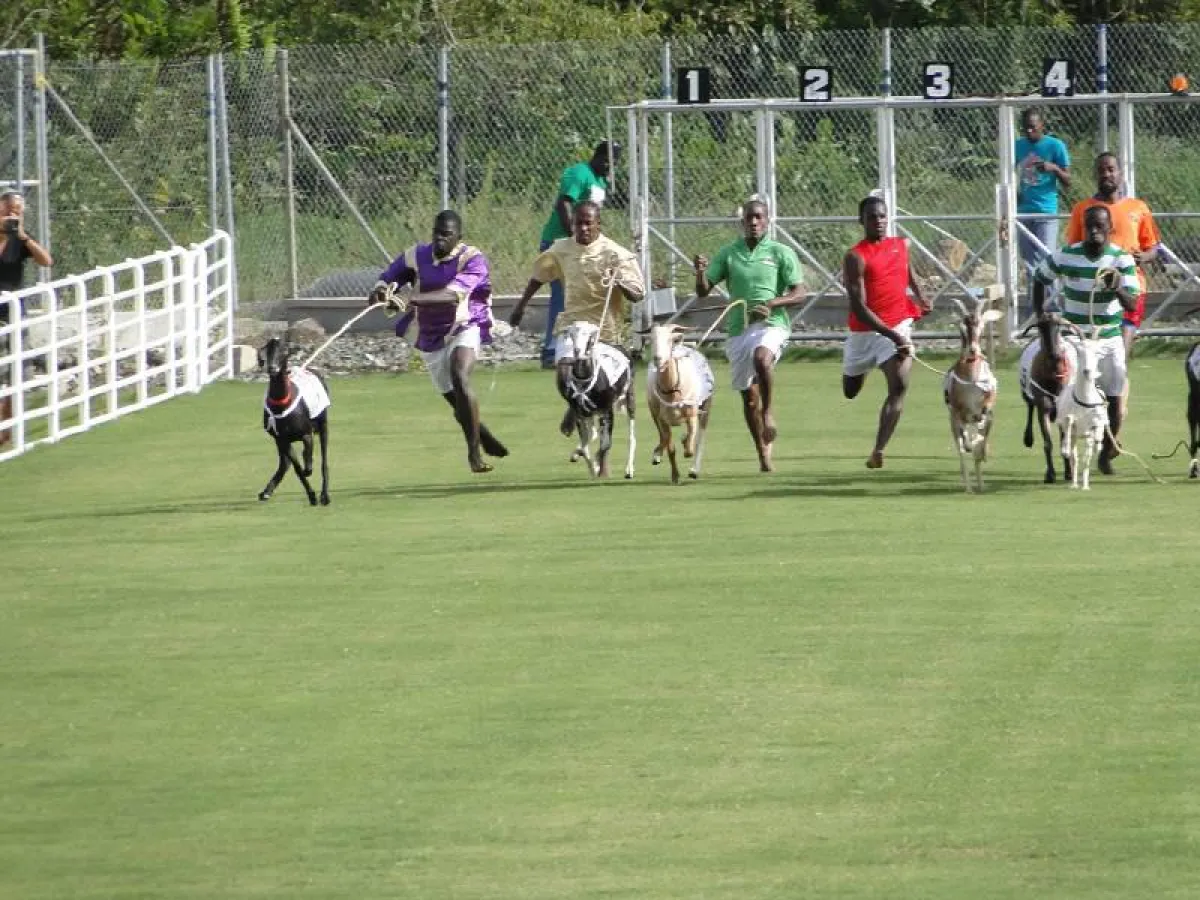 Traditionelles Ziegen-Wettrennen am Oster-Dienstag auf Tobago