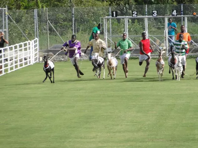 Bild: Traditionelles Ziegen- und Krabbenrennen auf Tobago