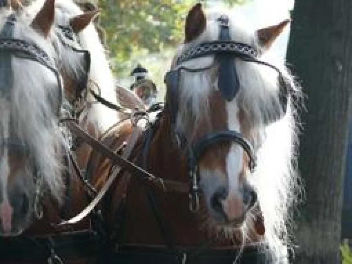 Wehende, blonde Mähnen und voller Power: das Haflinger Gespann wird auch auf der Faszination Pferd vertreten sein.