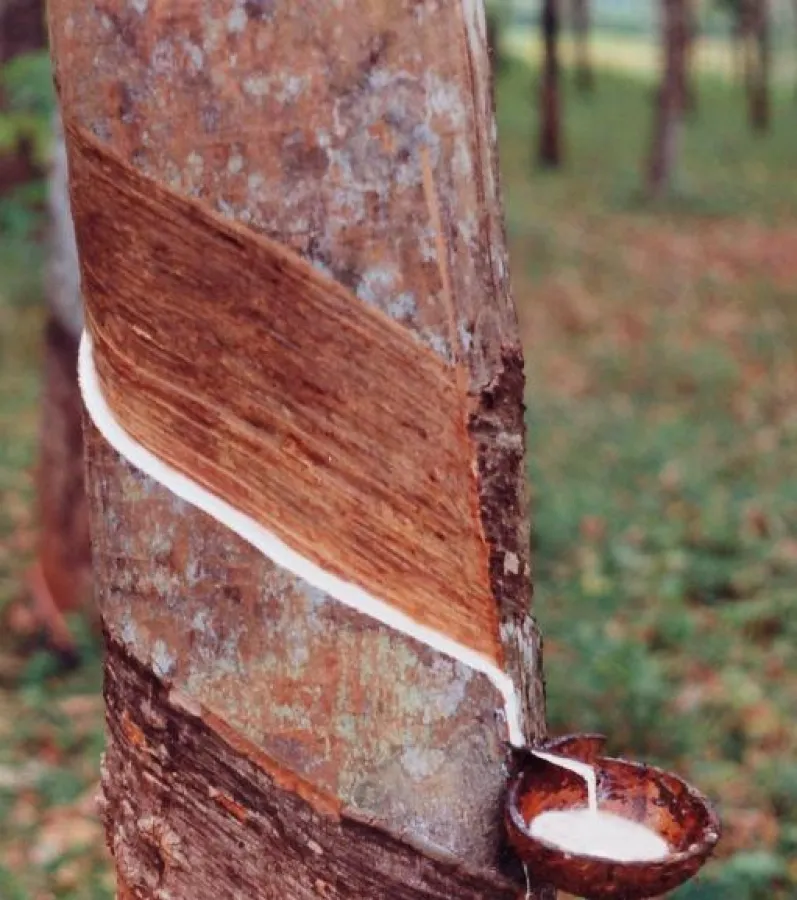 Latexmilch ist ein nachwachsender, umweltschonender Rohstoff  (Foto: MAL)