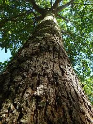 Bild: Neues EU-Holzhandelsgesetz: ForestFinance begrüßt Gesetz gegen illegale Holzprodukte