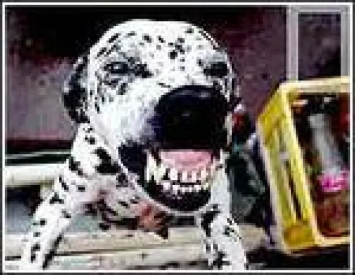 Bild: Ankündigung:  News 14.09.2007 neues Tierforum Online