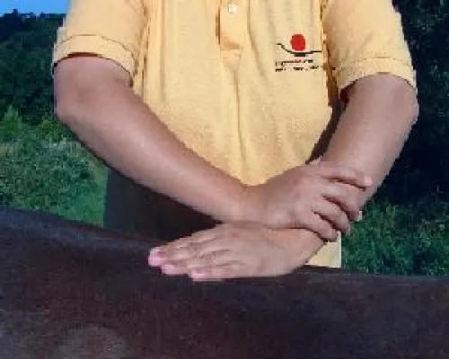 Bild: Alternative Heilmethoden neben der Tiermedizin - Pferde sanft und effektiv heilen