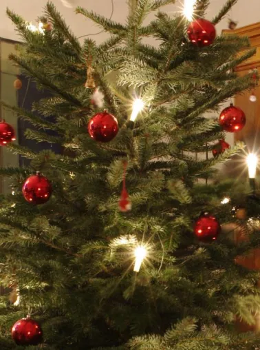 Frische entscheidet über Haltbarkeit des Weihnachtsbaums Bild: Frische entscheidet über Haltbarkeit des Weihnachtsbaums