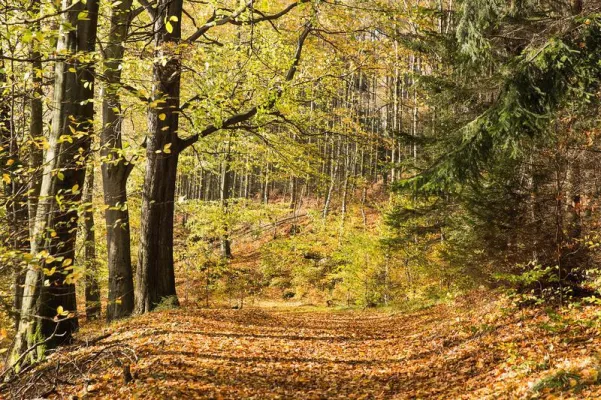 Bild: Bedeutung von Biodiversität in Wäldern könnte mit Klimawandel zunehmen