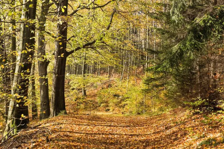 Bild: Bedeutung von Biodiversität in Wäldern könnte mit Klimawandel zunehmen