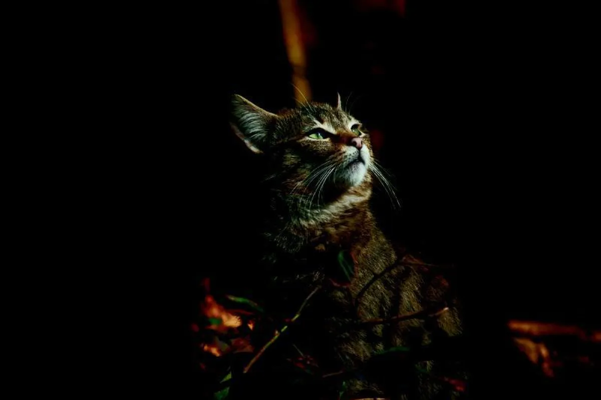 Das Tier des Jahres 2018: Die Wildkatze hat Neujahreswünsche (R. Ziemens)