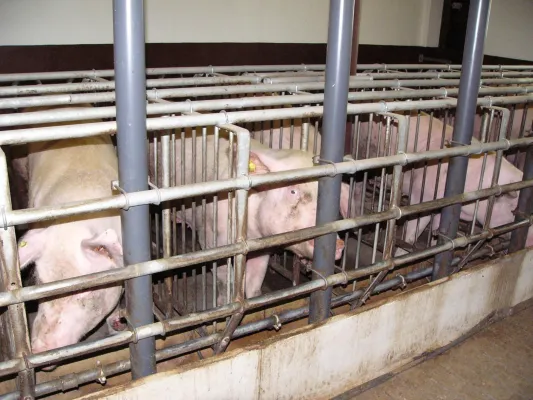 Bild: Skandal: Bundesrat kapituliert erneut vor Lobby der Sauenhalter!