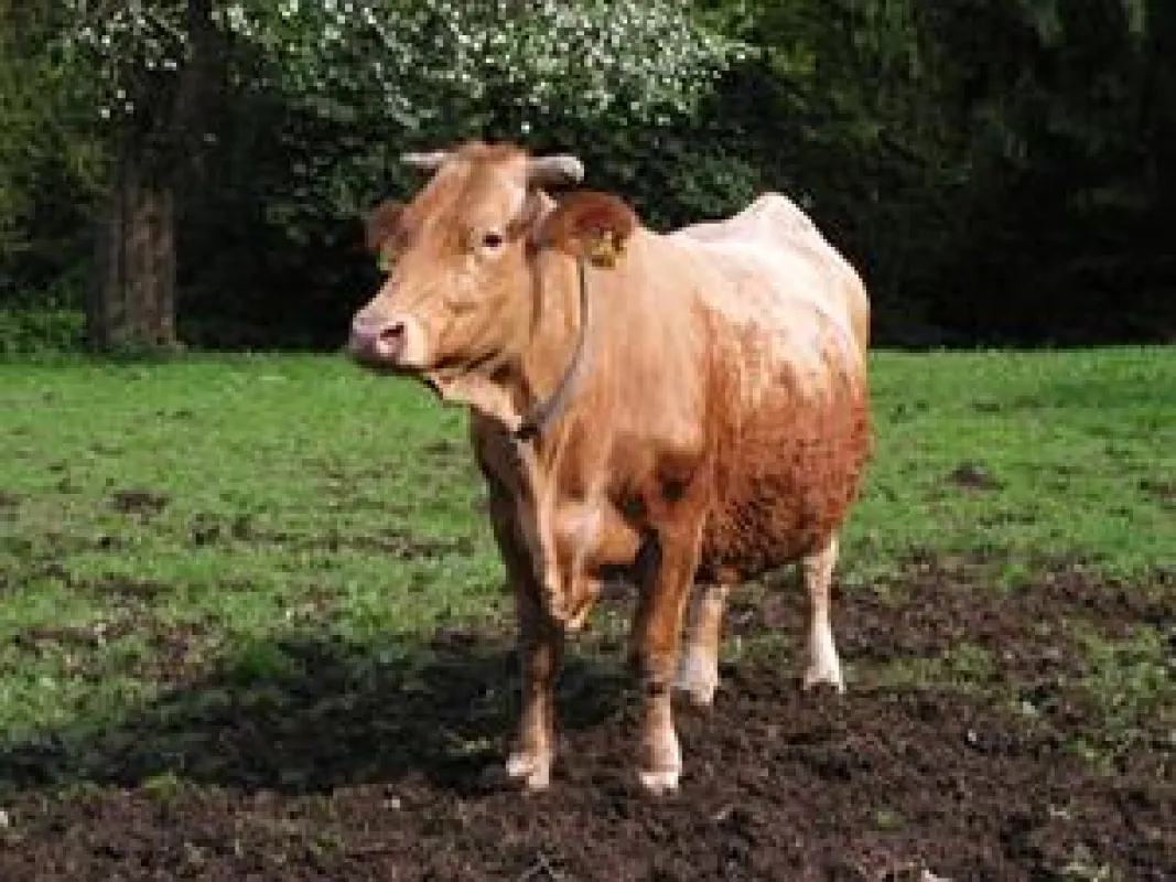 Gesundes Fleisch durch natürliche Haltung