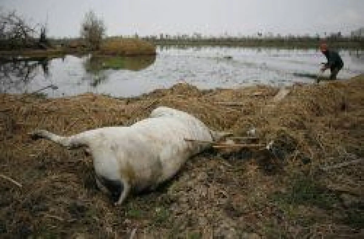 Myanmar: Tausende Tiere drohen zu verenden.