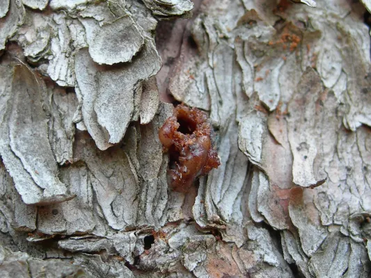 Bild: Fichten: Mit einem Mix aus Abwehrstoffen gegen Käfer- und Pilzbefall