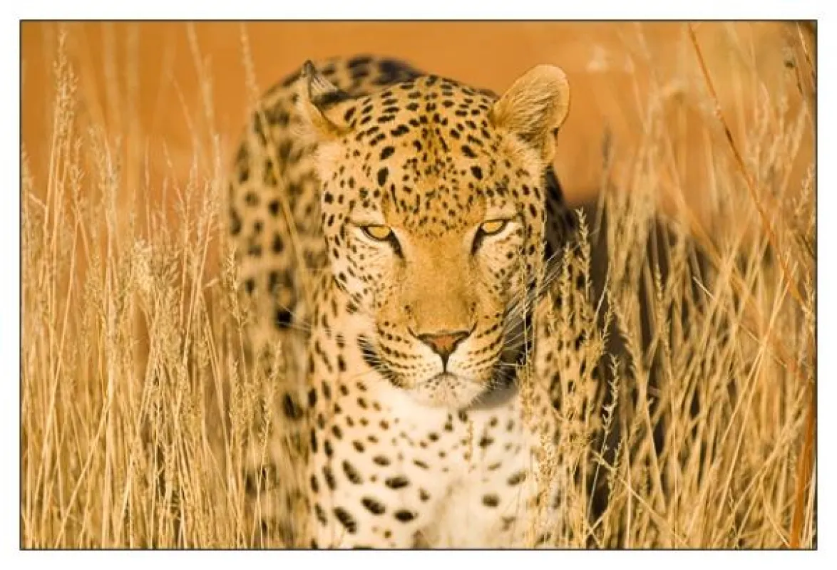 Fotoreise Tierfotografie Südafrika - FOTOCAMPUS Claus Brandt