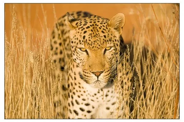 Bild: Fotosafari Südafrika