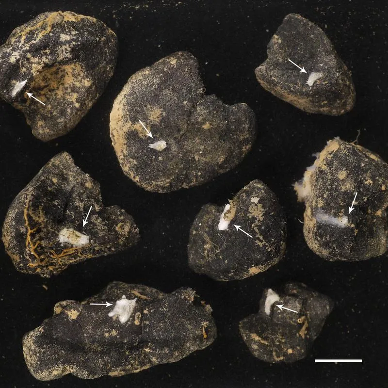 Polymetallic nodules with Plenaster craigi. White line is 1 cm. (The University of Gothenburg )