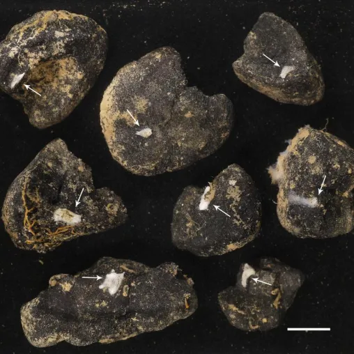 Bild: Marine Species Threatened by Deep-Sea Mining