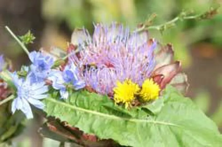 Bild: Zeitumstellung, Übergewicht und Darmflora