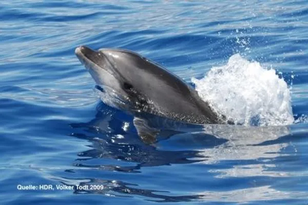 Bild: Born to be free - Besondere Begegnungen auf dem Meer - Veranstaltung Human Dolphin Relationship Project