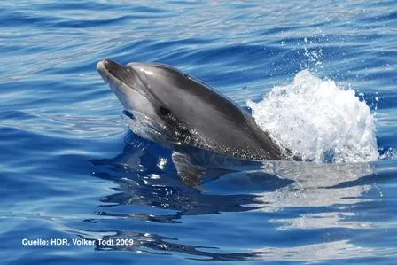 Bild: Born to be free - Besondere Begegnungen auf dem Meer - Veranstaltung Human Dolphin Relationship Project