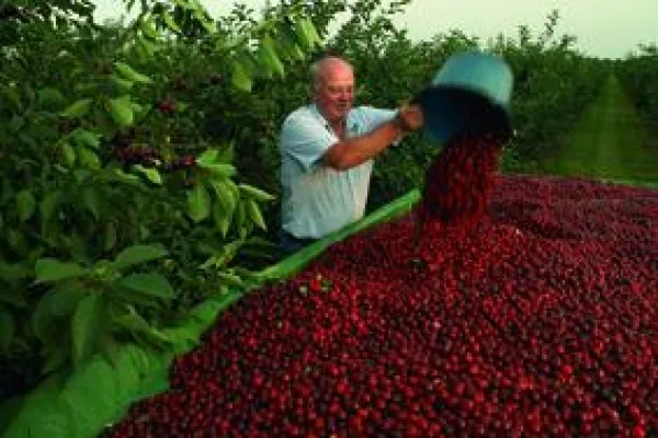 Bild: Start der Kirschernte 2007: Warme Temperaturen und Regen lassen aroma-intensive Früchte reifen