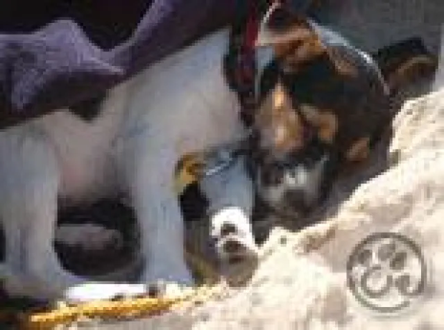 Bild: tierversicherung.biz erwirbt Poldi-Pixel