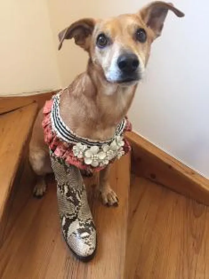 Mr. Big mit Statement-Collier in Python-Prägung und mit einer Stiefelette