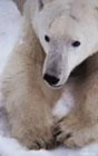 WWF und Canon Europe feiern ein Jahrzehnt erfolgreiche Partnerschaft Bild: WWF und Canon Europe feiern ein Jahrzehnt erfolgreiche Partnerschaft