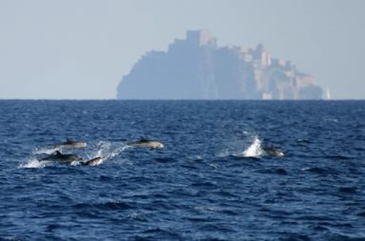 Streifendelphine vor Ischia, Foto: Delphis mdc