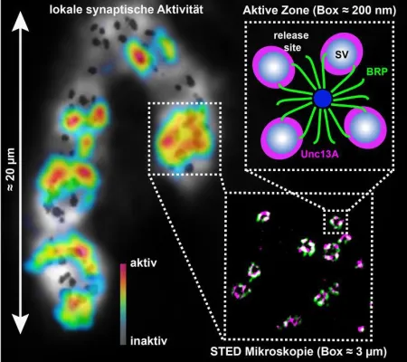 Bild: Wichtiges Molekül für Botenstoffausschüttung in Synapsen identifiziert